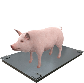 весы свиньи платформа